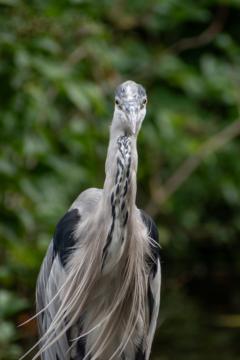 蒼鷺(cinerea/jouyi) - ML622551971