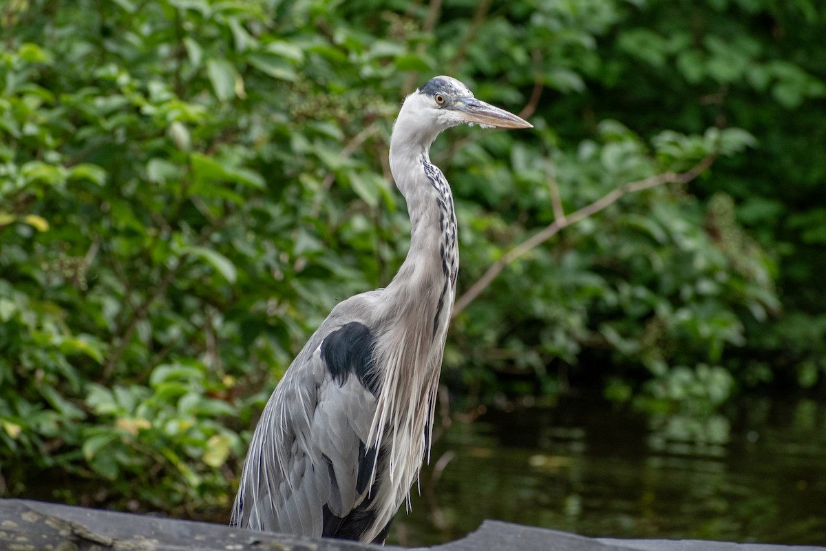 Gray Heron (Gray) - ML622551972