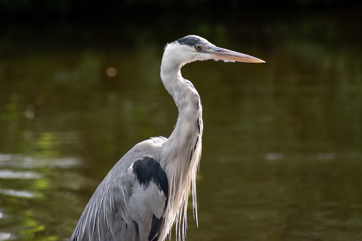 Gray Heron (Gray) - ML622551973