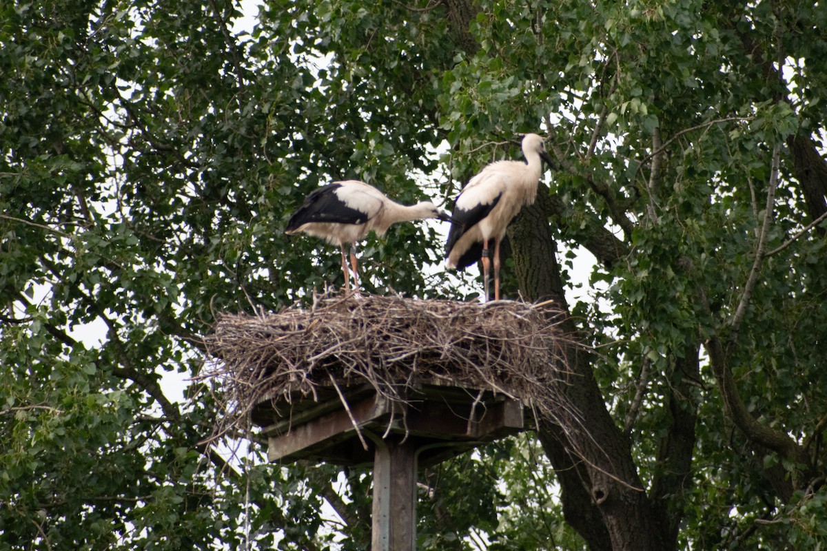 White Stork - ML622551974