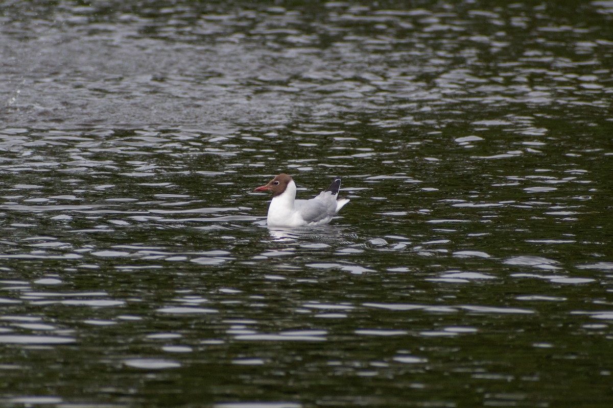 Black-headed Gull - ML622551975