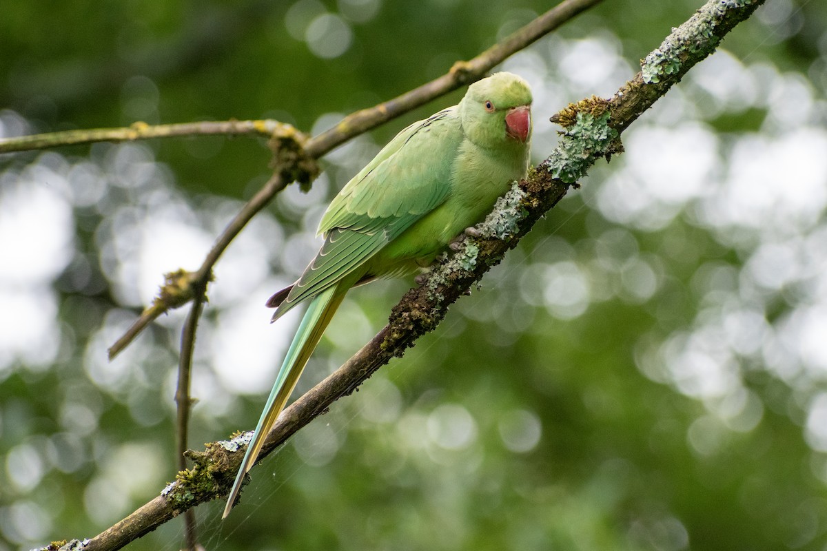 Rose-ringed Parakeet - ML622551991