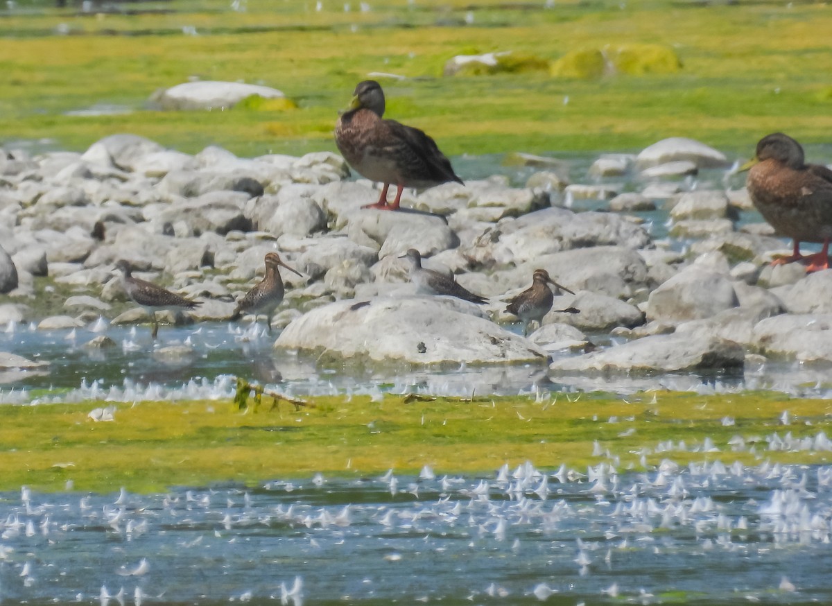 Wilson's Snipe - ML622552020