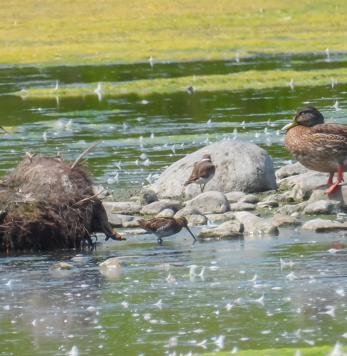 Wilson's Snipe - ML622552031