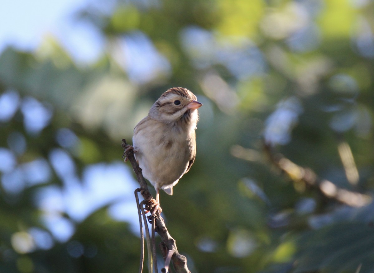 Clay-colored Sparrow - ML622552032