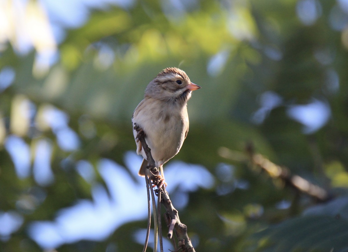 Clay-colored Sparrow - ML622552033