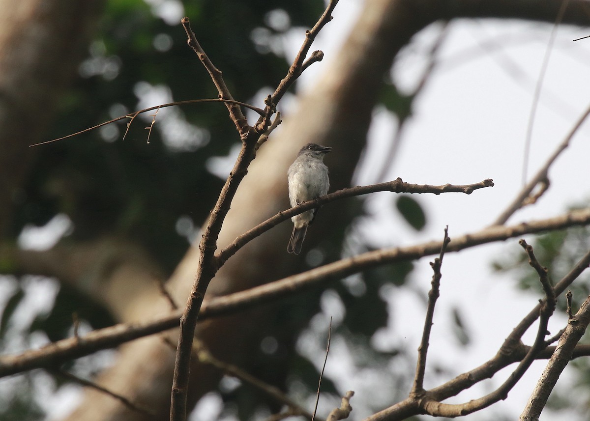 Tessmann's Flycatcher - ML622552147