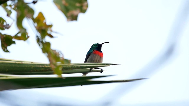 Southern Double-collared Sunbird - ML622552184