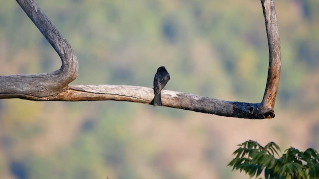 Square-tailed Drongo - ML622552185