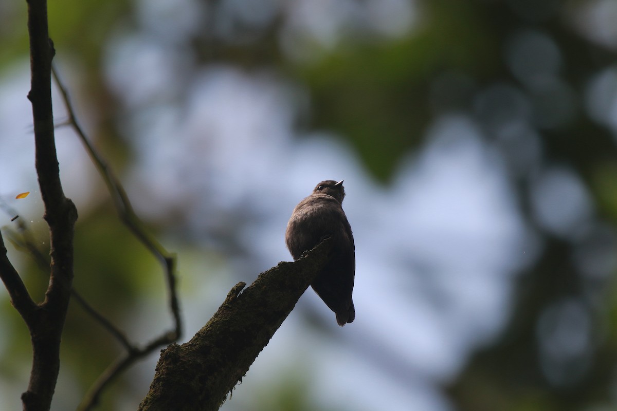 Ussher's Flycatcher - Neil Osborne