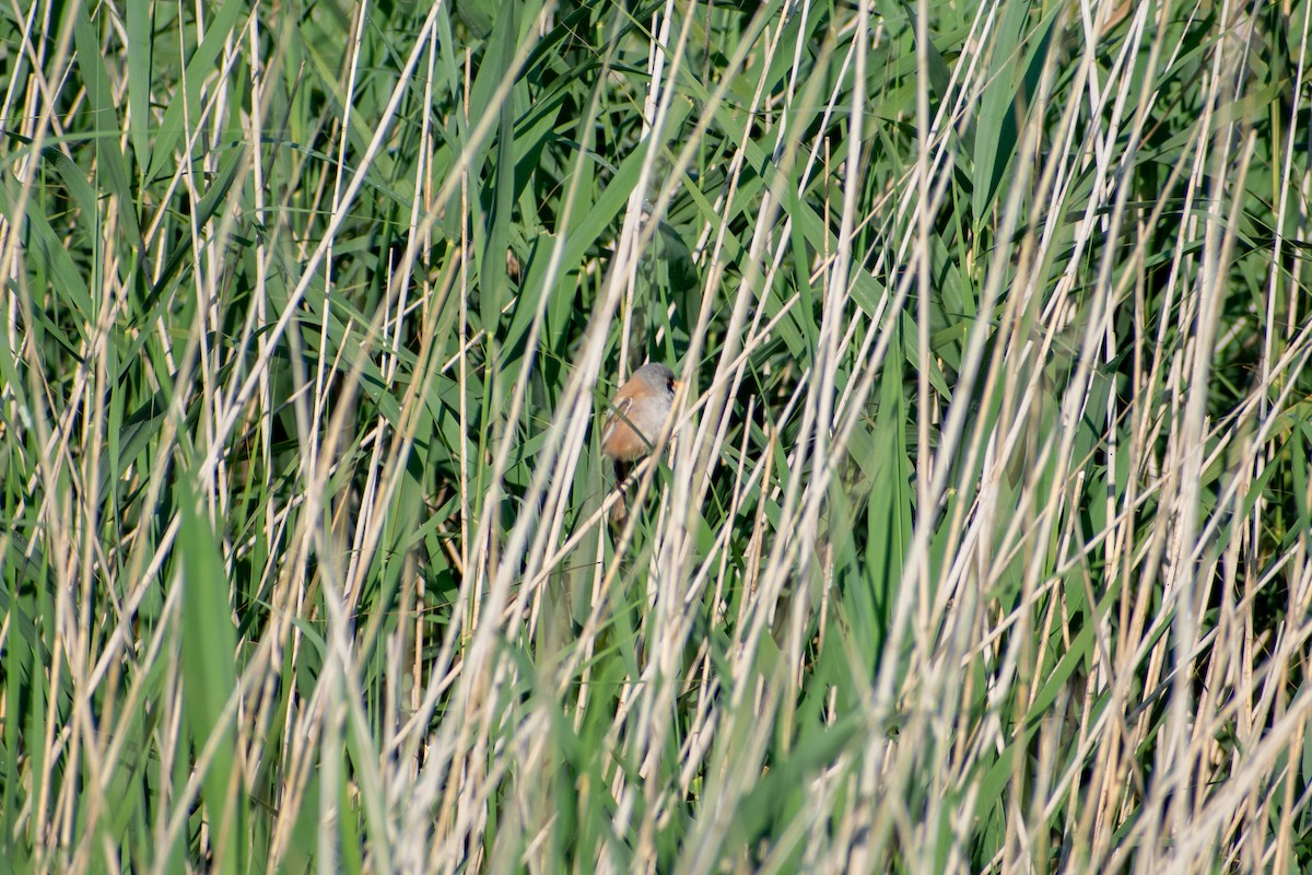 Синиця вусата - ML622552394