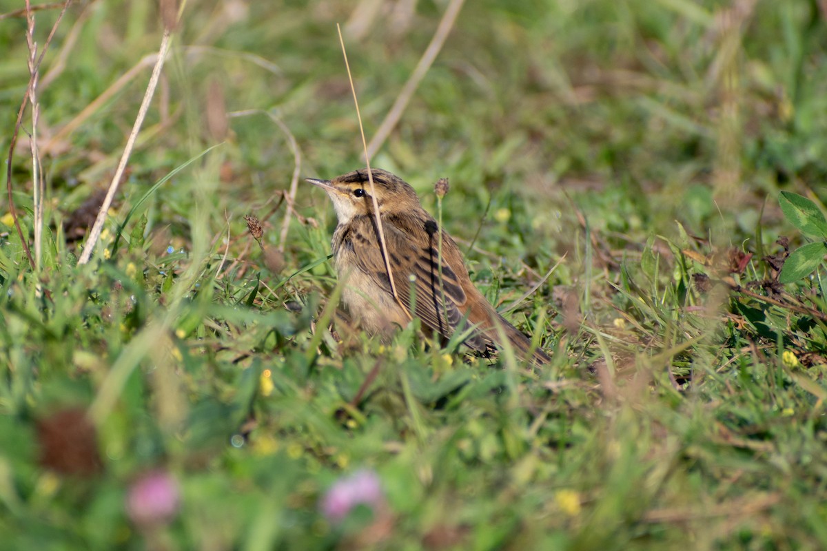 Очеретянка лучна - ML622552407