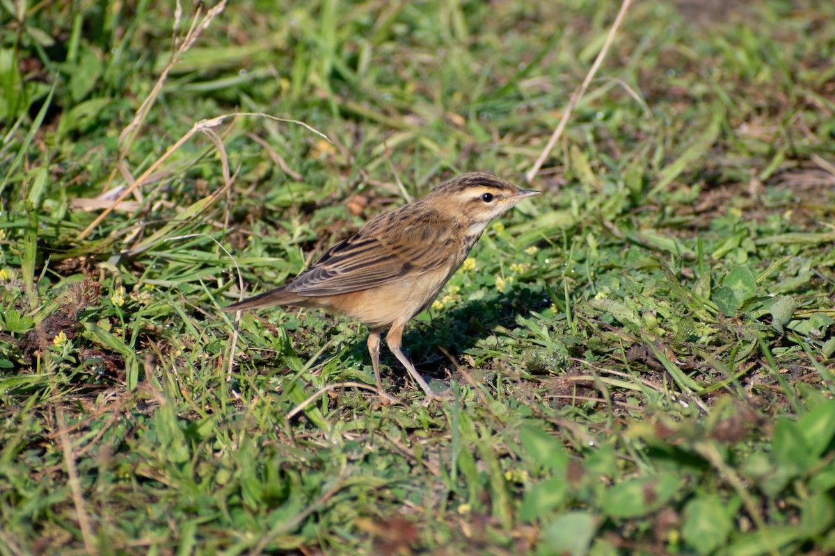 Очеретянка лучна - ML622552408