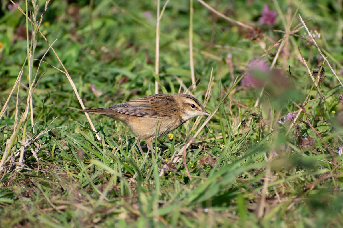 Очеретянка лучна - ML622552409