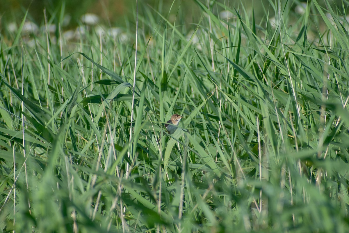 Очеретянка ставкова (підвид scirpaceus) - ML622552416