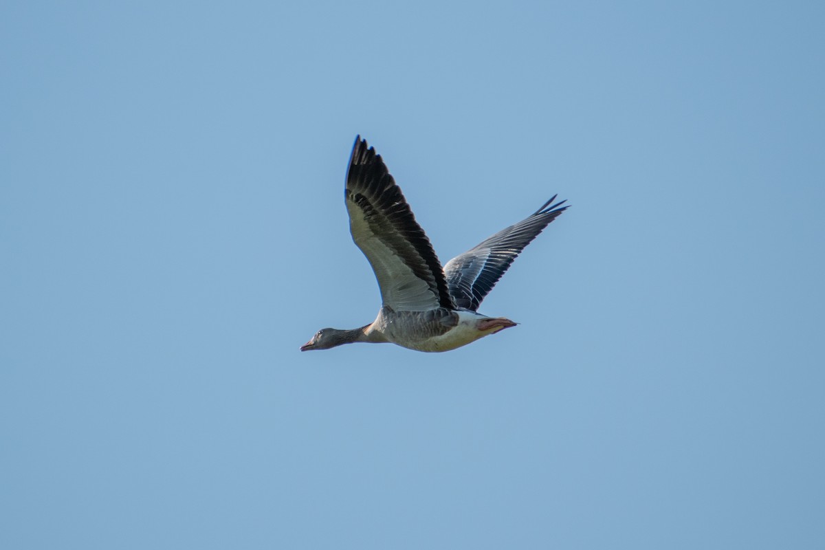 Гуска сіра (підвид anser) - ML622552456