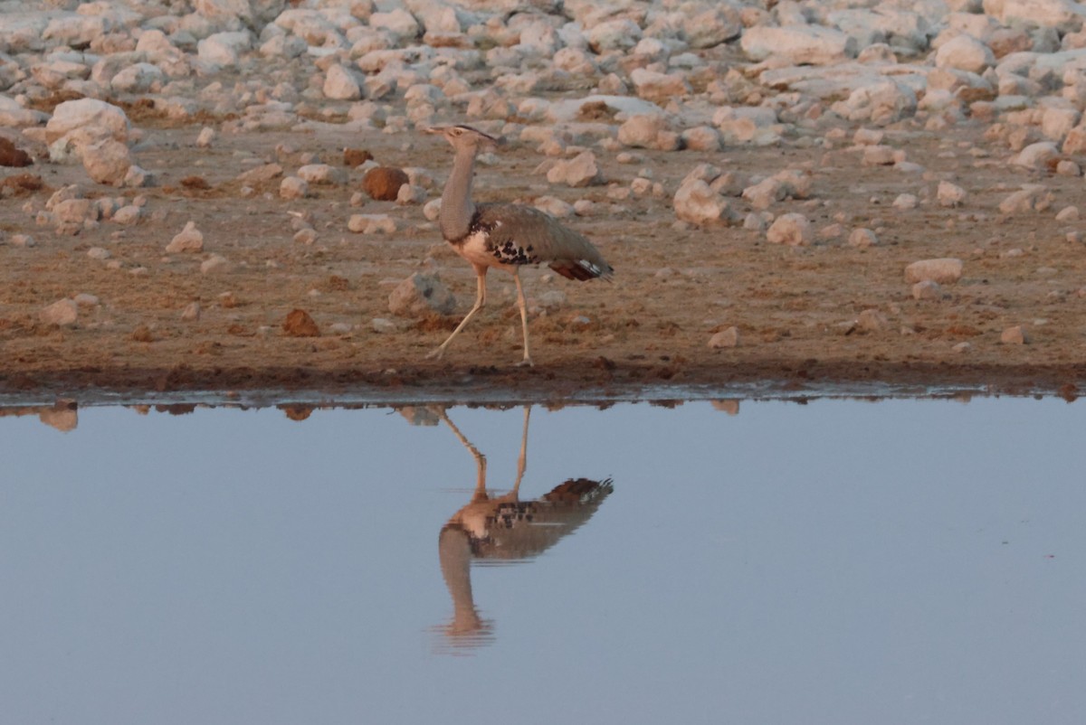 Kori Bustard - ML622552457