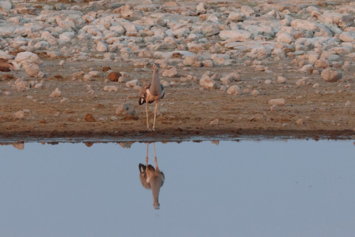 Kori Bustard - ML622552458