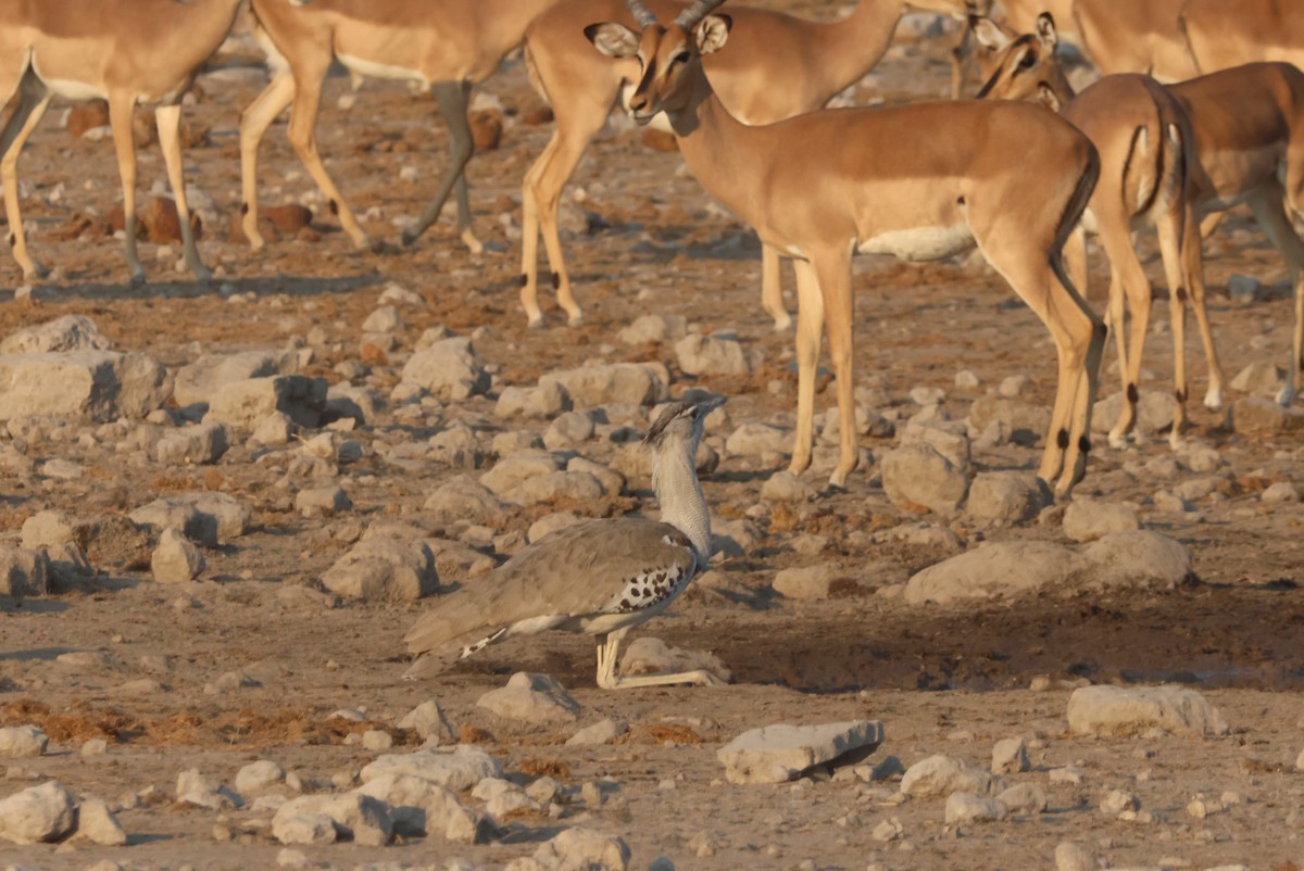 Kori Bustard - ML622552459