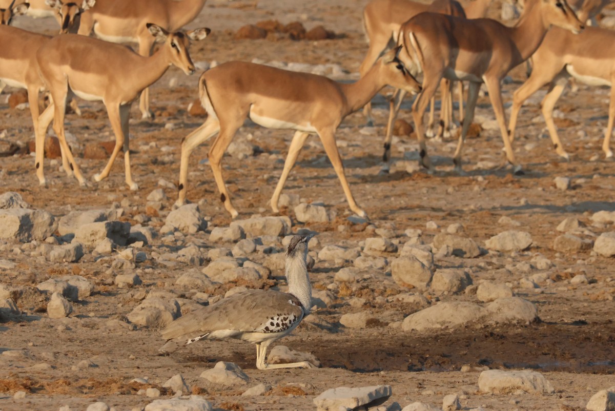 Kori Bustard - ML622552460