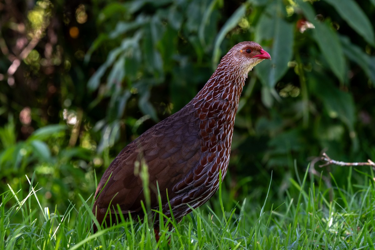 Jackson's Spurfowl - ML622552623