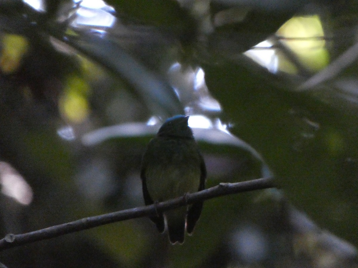 Blue-capped Manakin - ML622552635