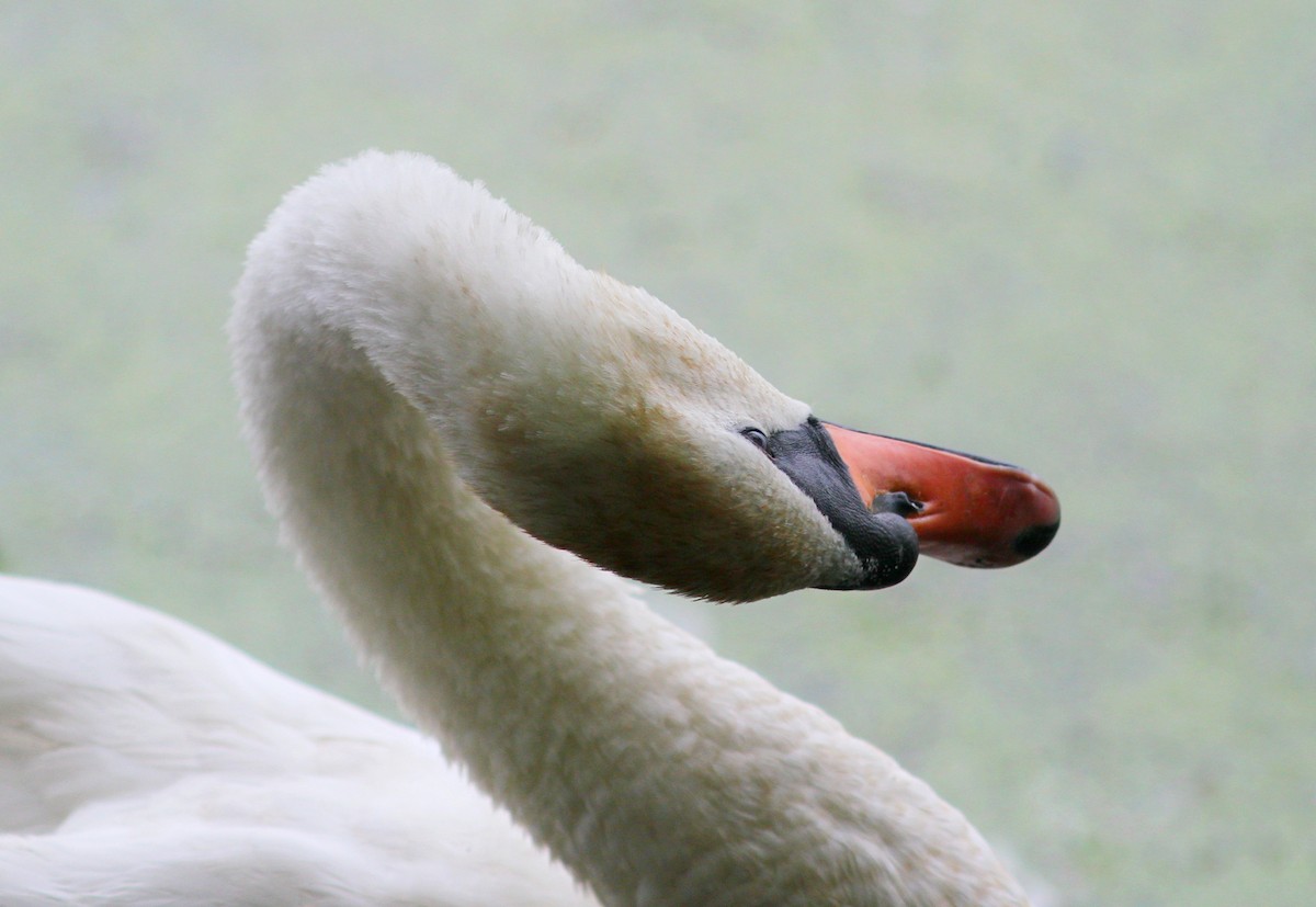 Mute Swan - Silas Wareham