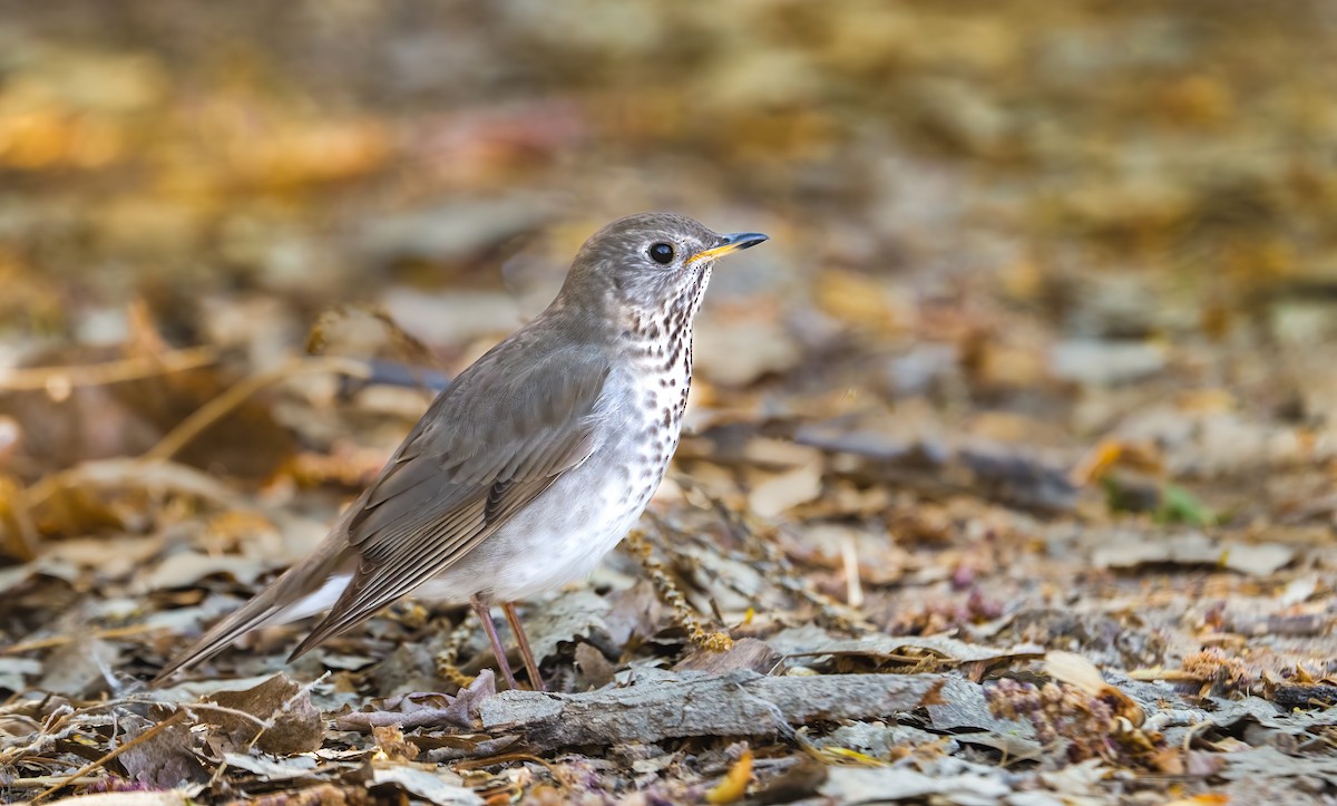 Gray-cheeked Thrush - ML622552696