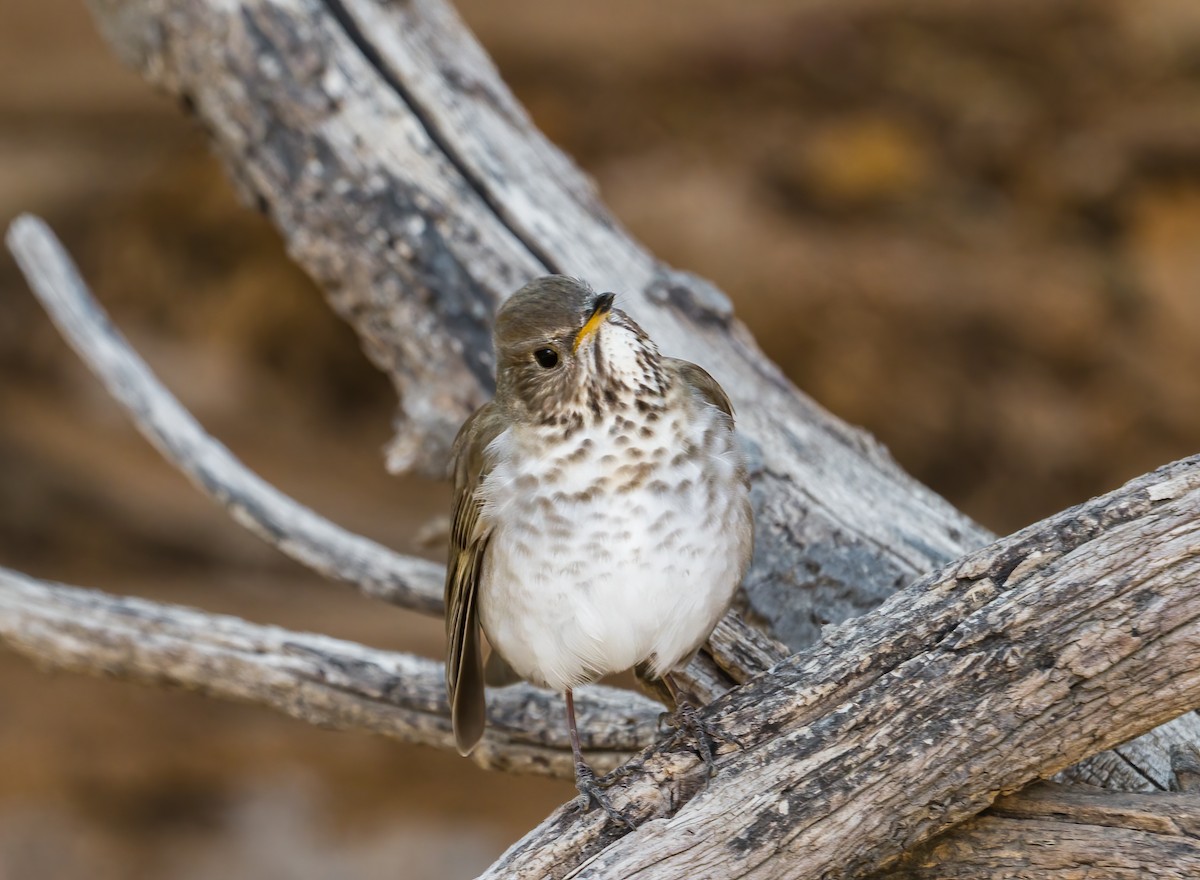 Gray-cheeked Thrush - ML622552697