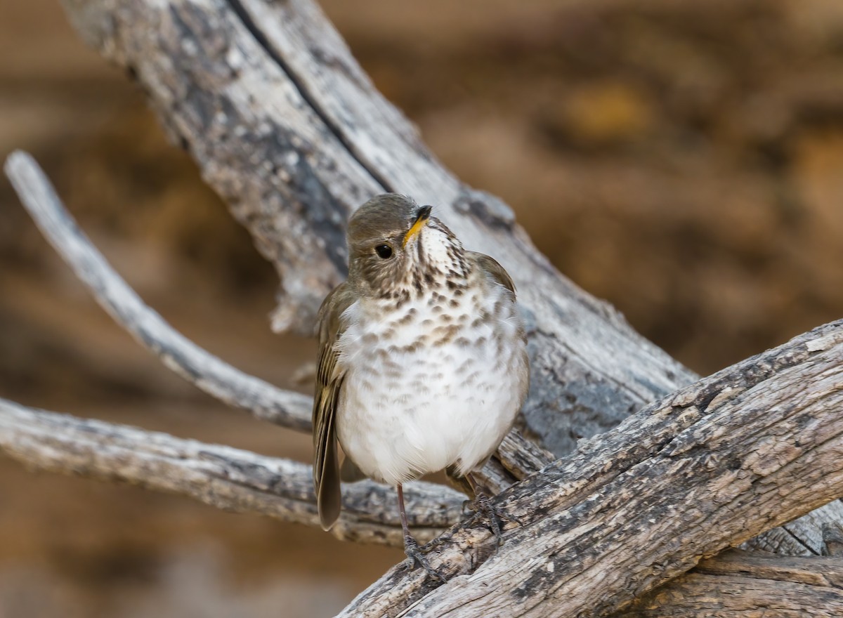 Gray-cheeked Thrush - ML622552697