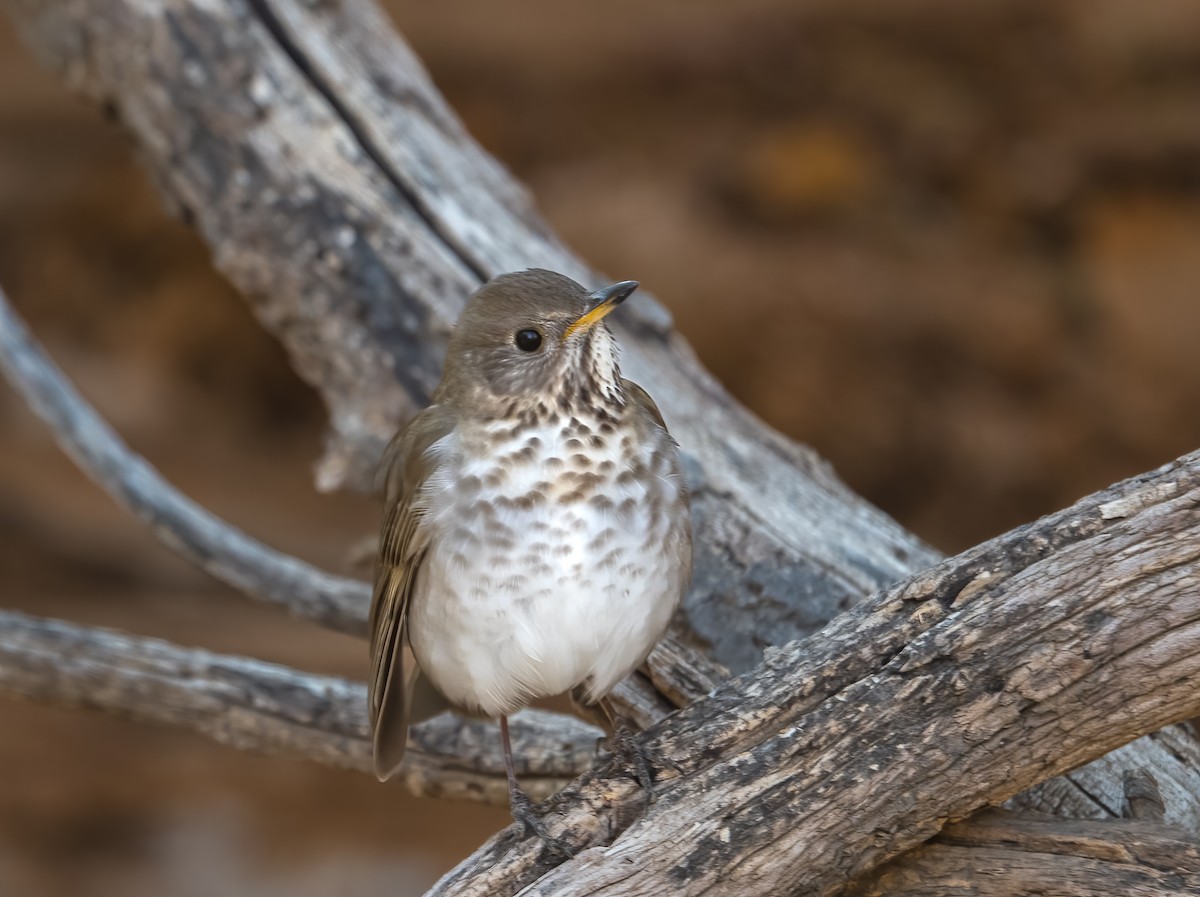 Gray-cheeked Thrush - Jim Merritt