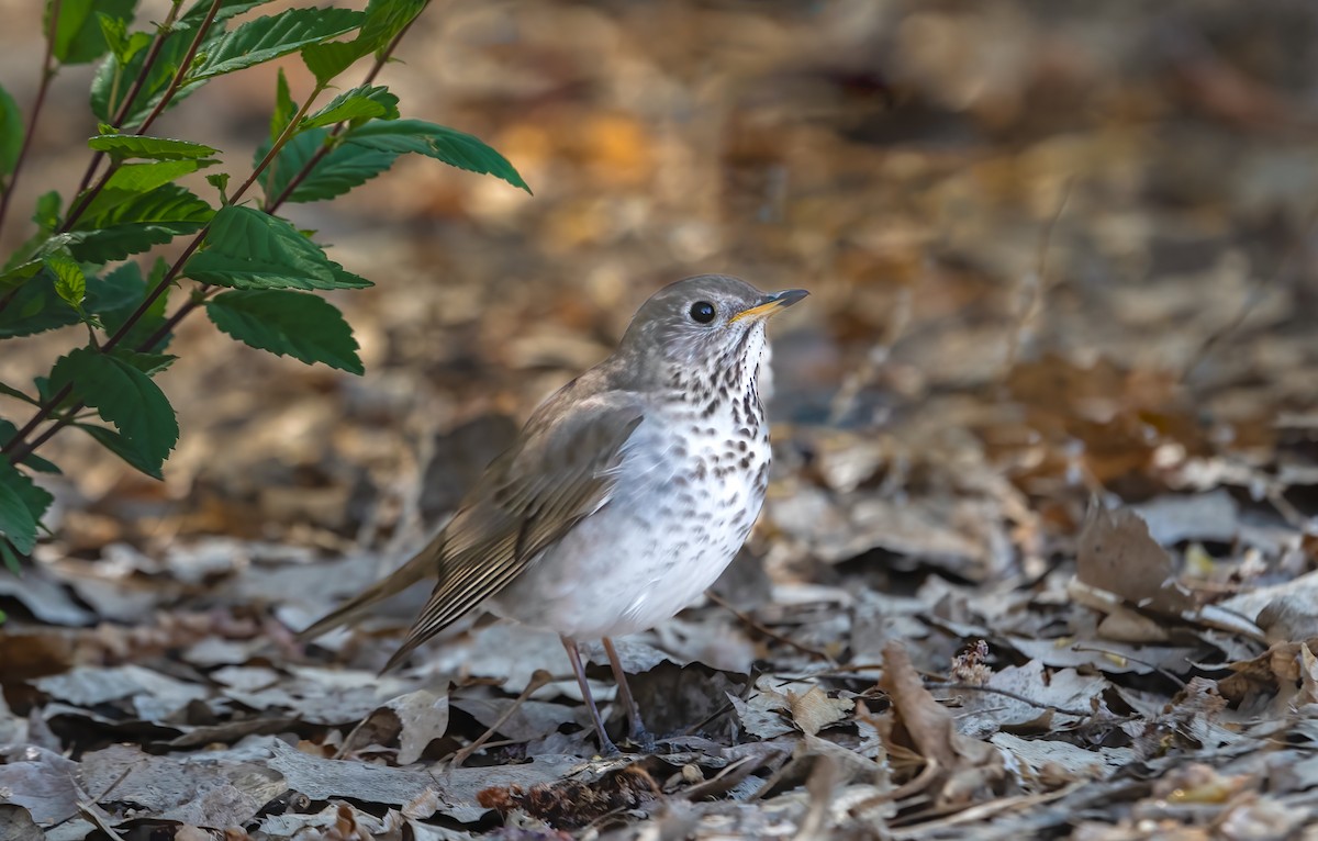 Gray-cheeked Thrush - ML622552699