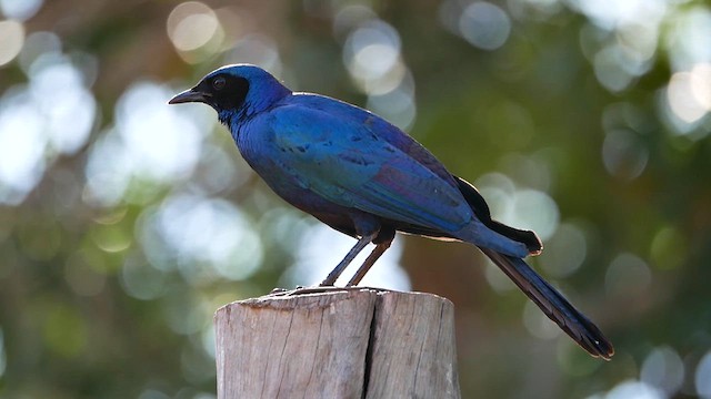 Burchell's Starling - ML622552703