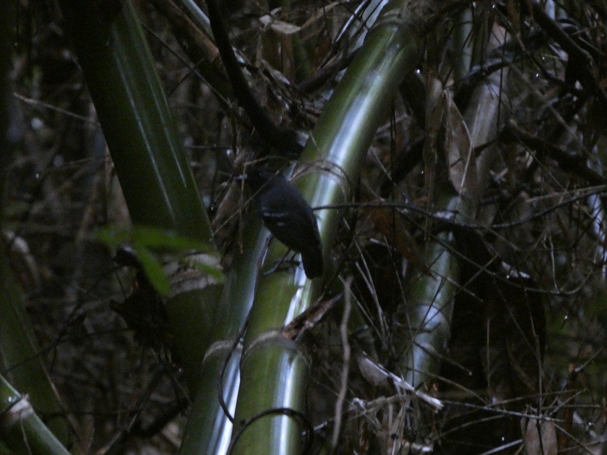 White-lined Antbird - ML622552840