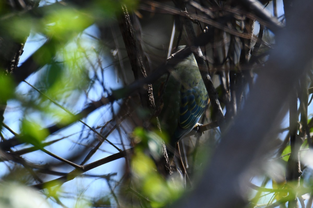 Rose-crowned Fruit-Dove - ML622552843