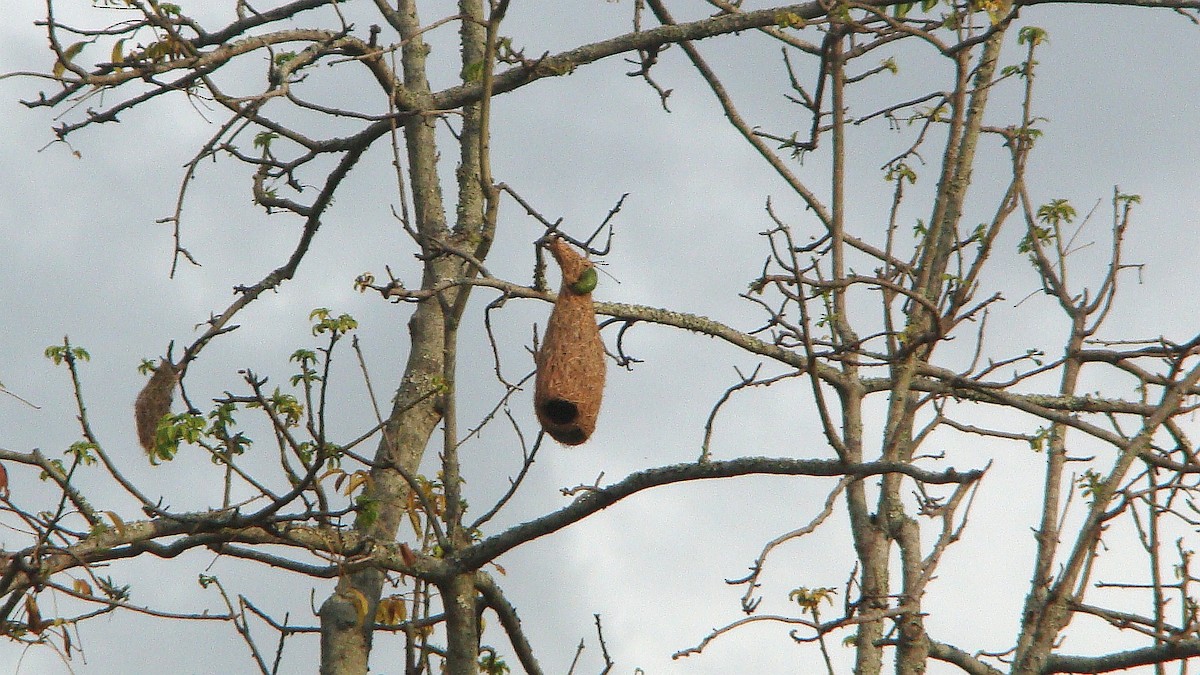 Baya Weaver - ML622552845