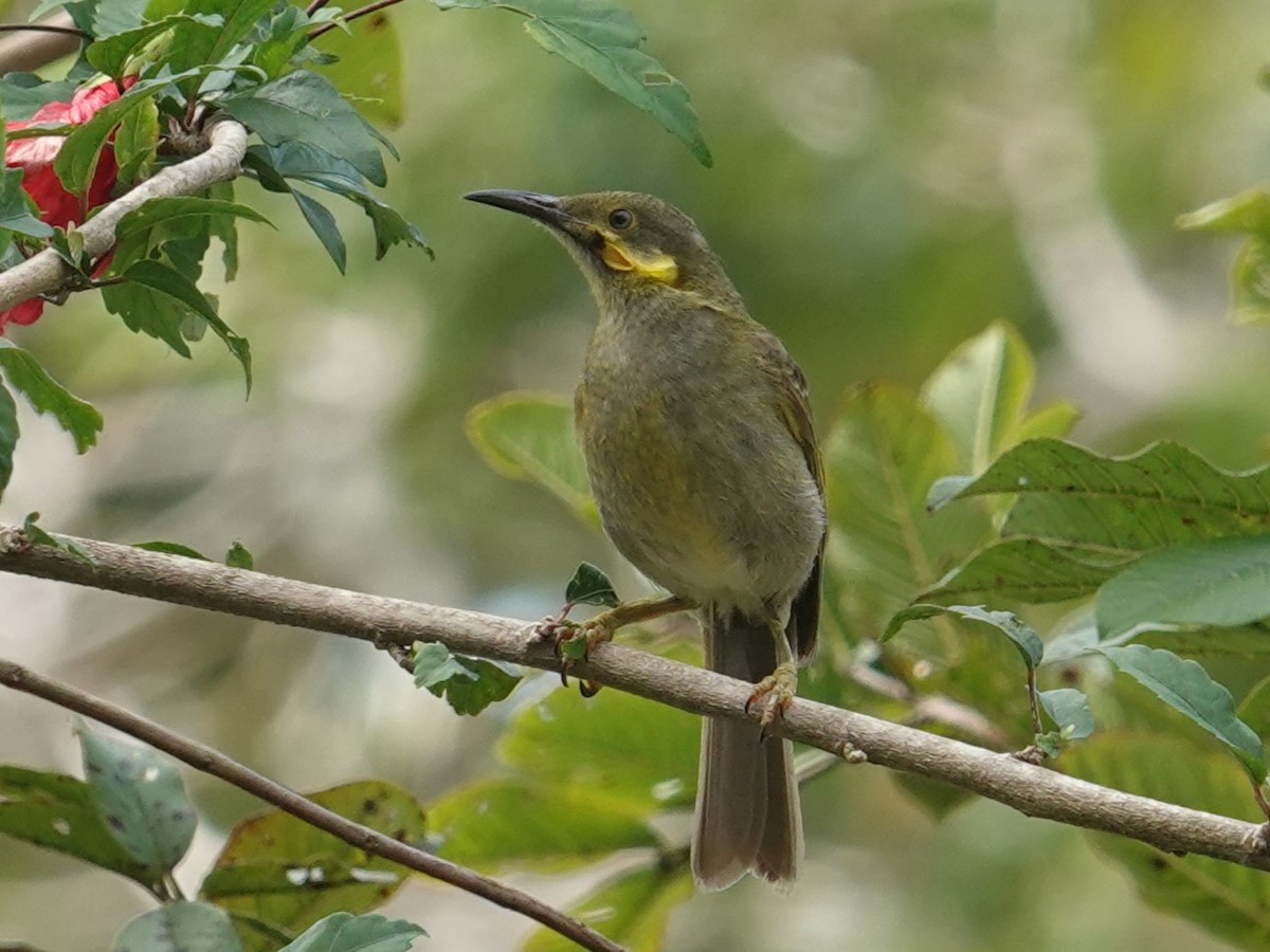 Eastern Wattled-Honeyeater - ML622552898