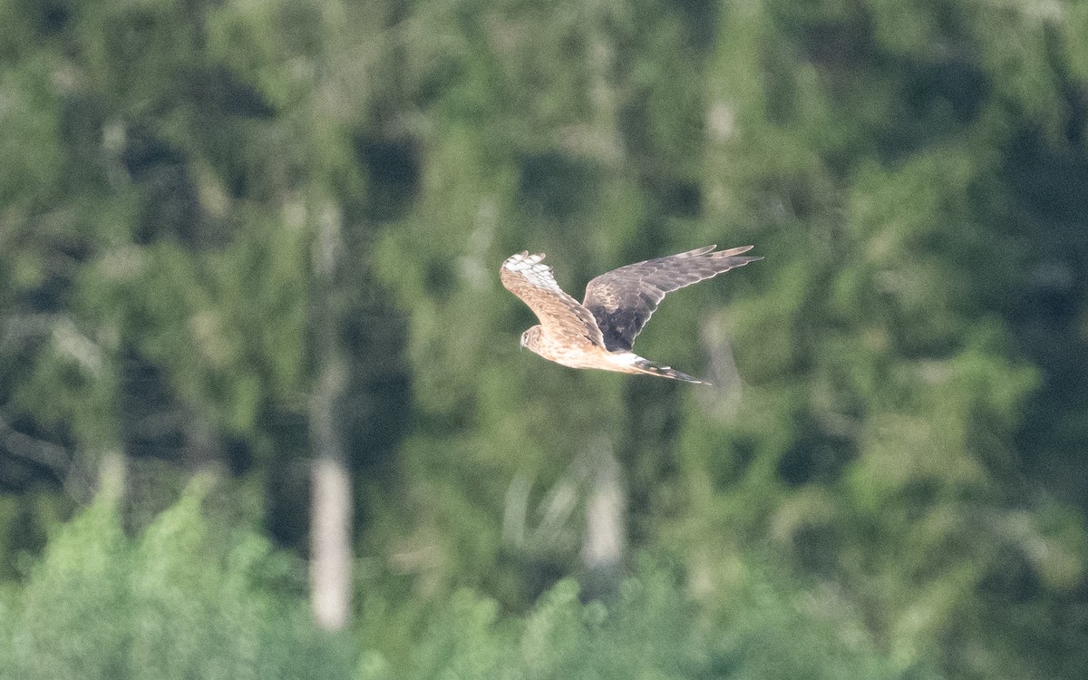 Pallid Harrier - ML622552901