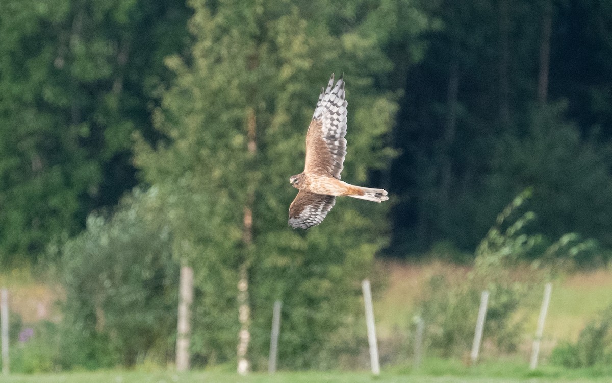 Pallid Harrier - ML622552902