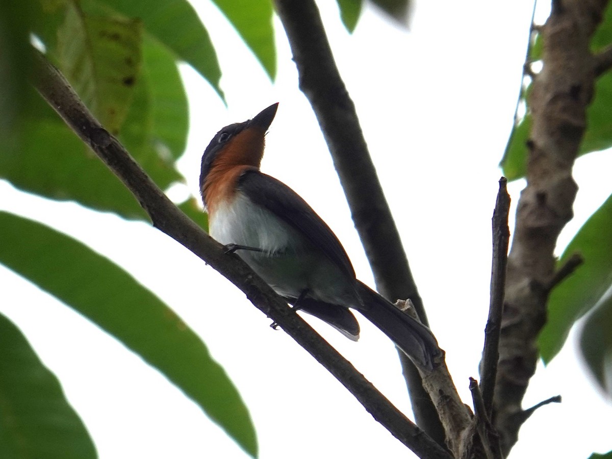 Samoan Flycatcher - ML622552909