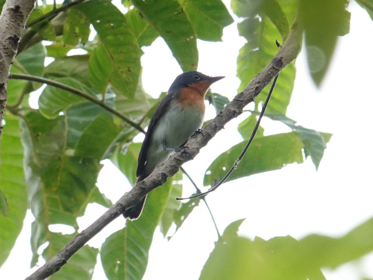 Samoan Flycatcher - ML622552910