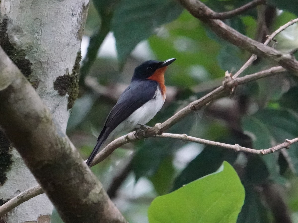 Samoan Flycatcher - ML622552913