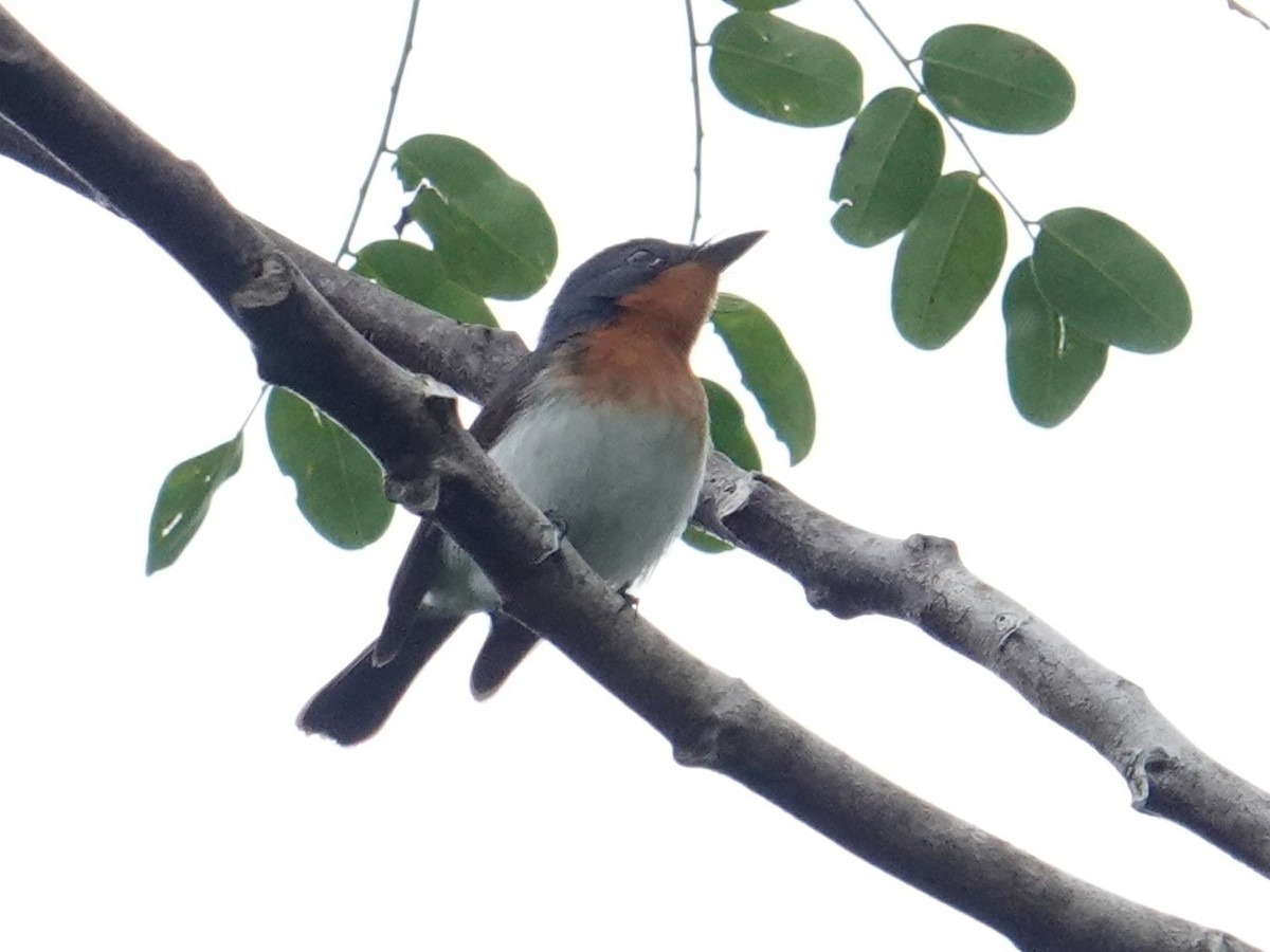 Samoan Flycatcher - ML622552916