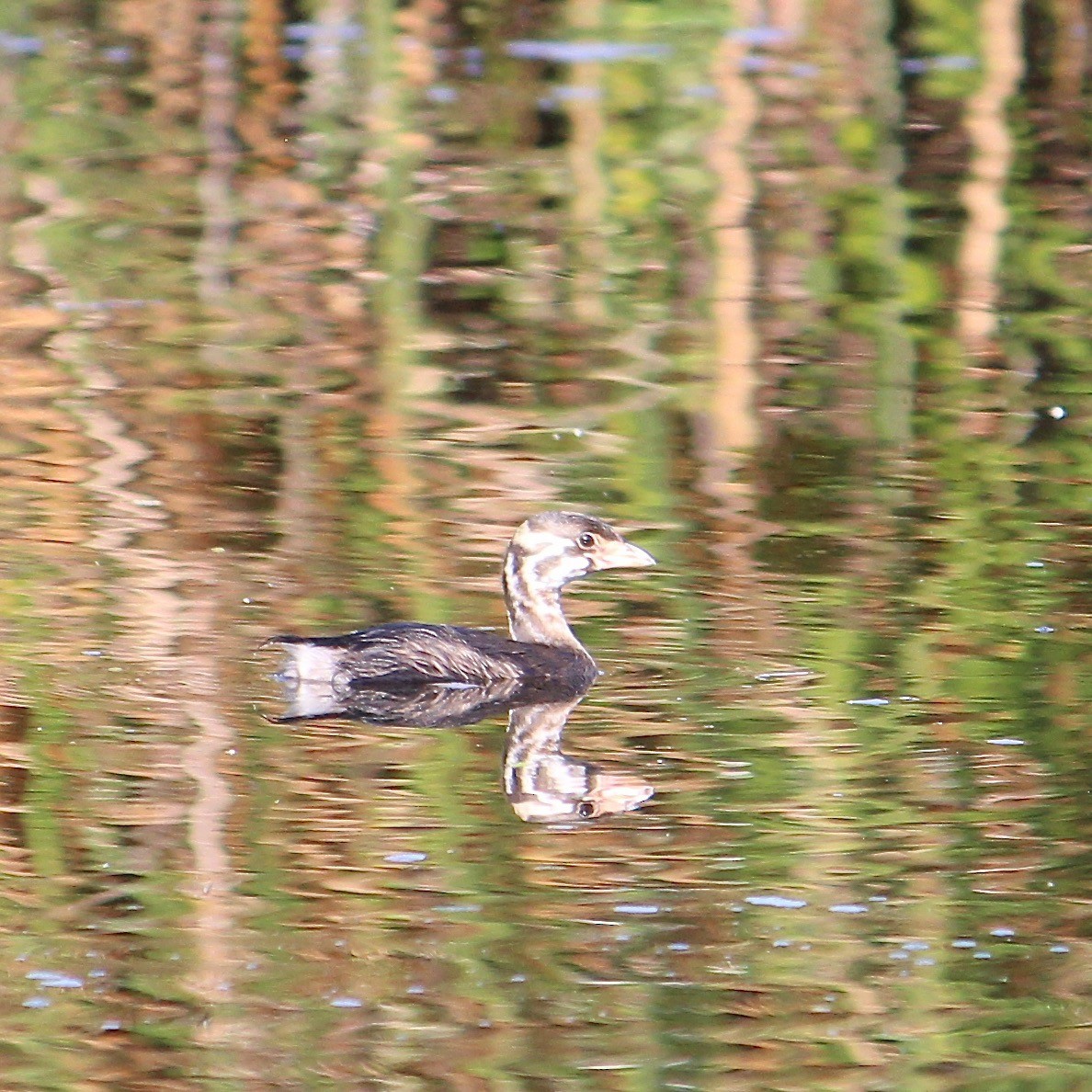 Pied-billed Grebe - ML622552978