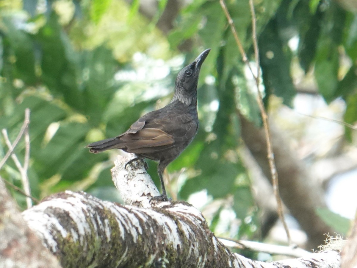 Samoan Starling - ML622553017