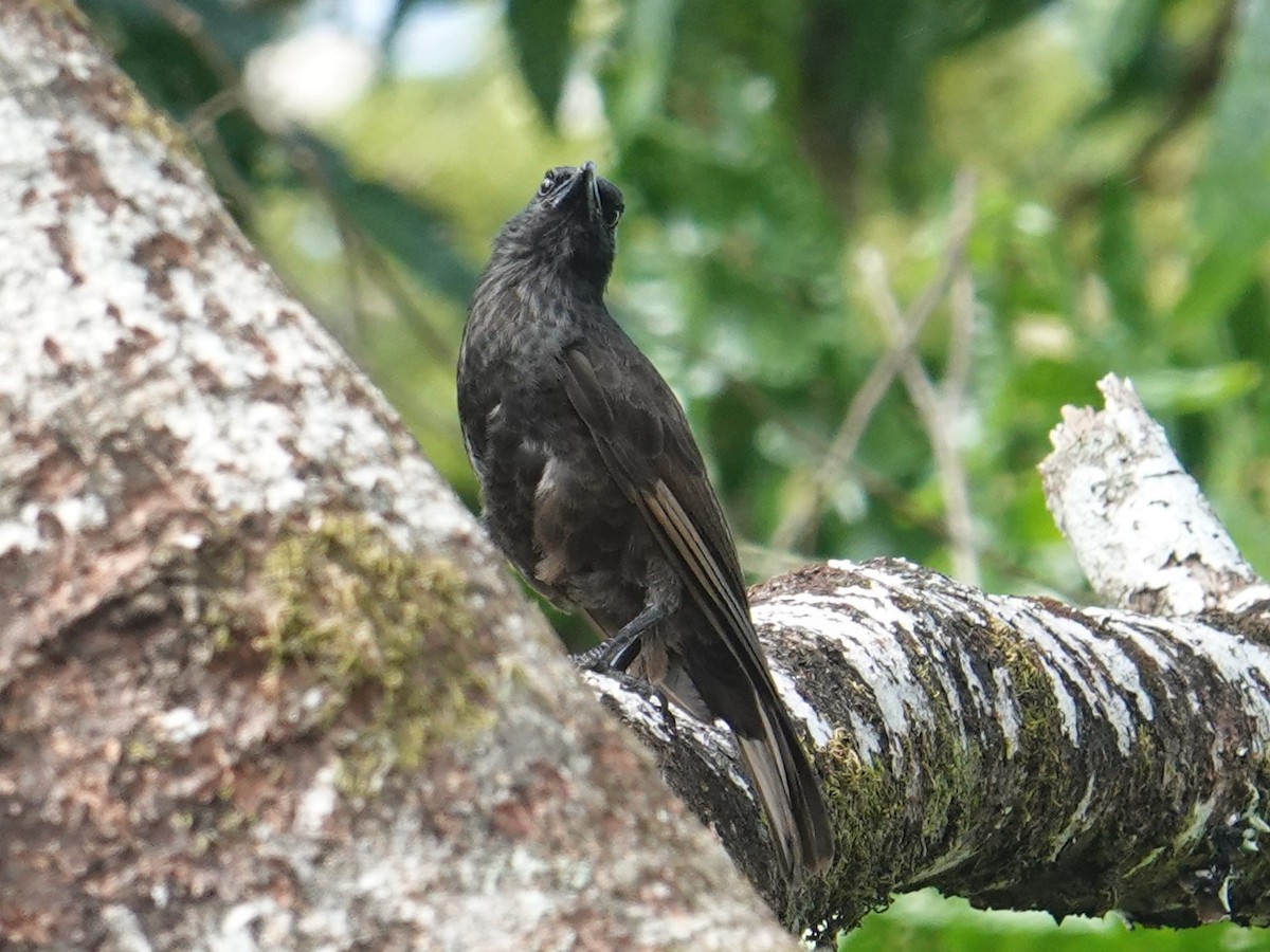 Samoan Starling - ML622553019