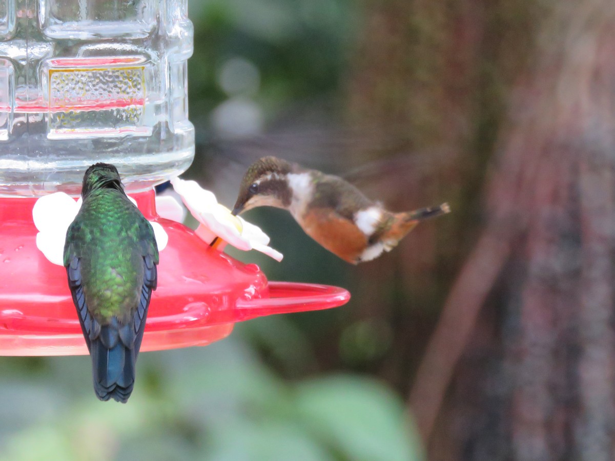 Purple-throated Woodstar - Chris Welsh