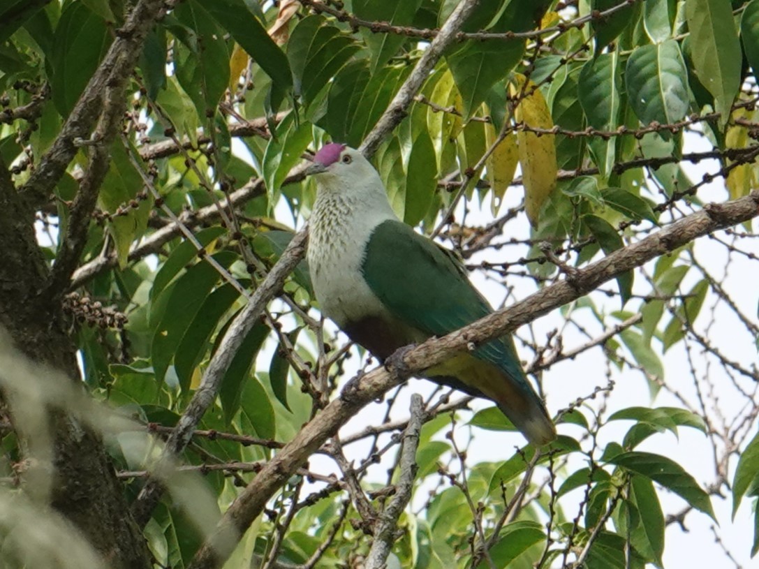 Crimson-crowned Fruit-Dove (Samoan) - ML622553122