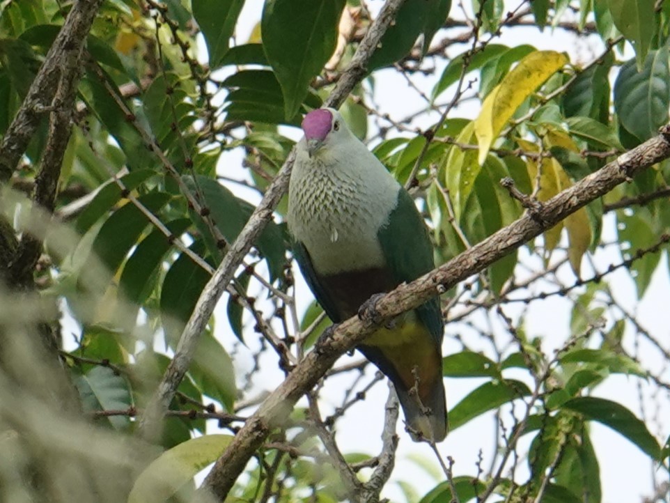 Crimson-crowned Fruit-Dove (Samoan) - ML622553124