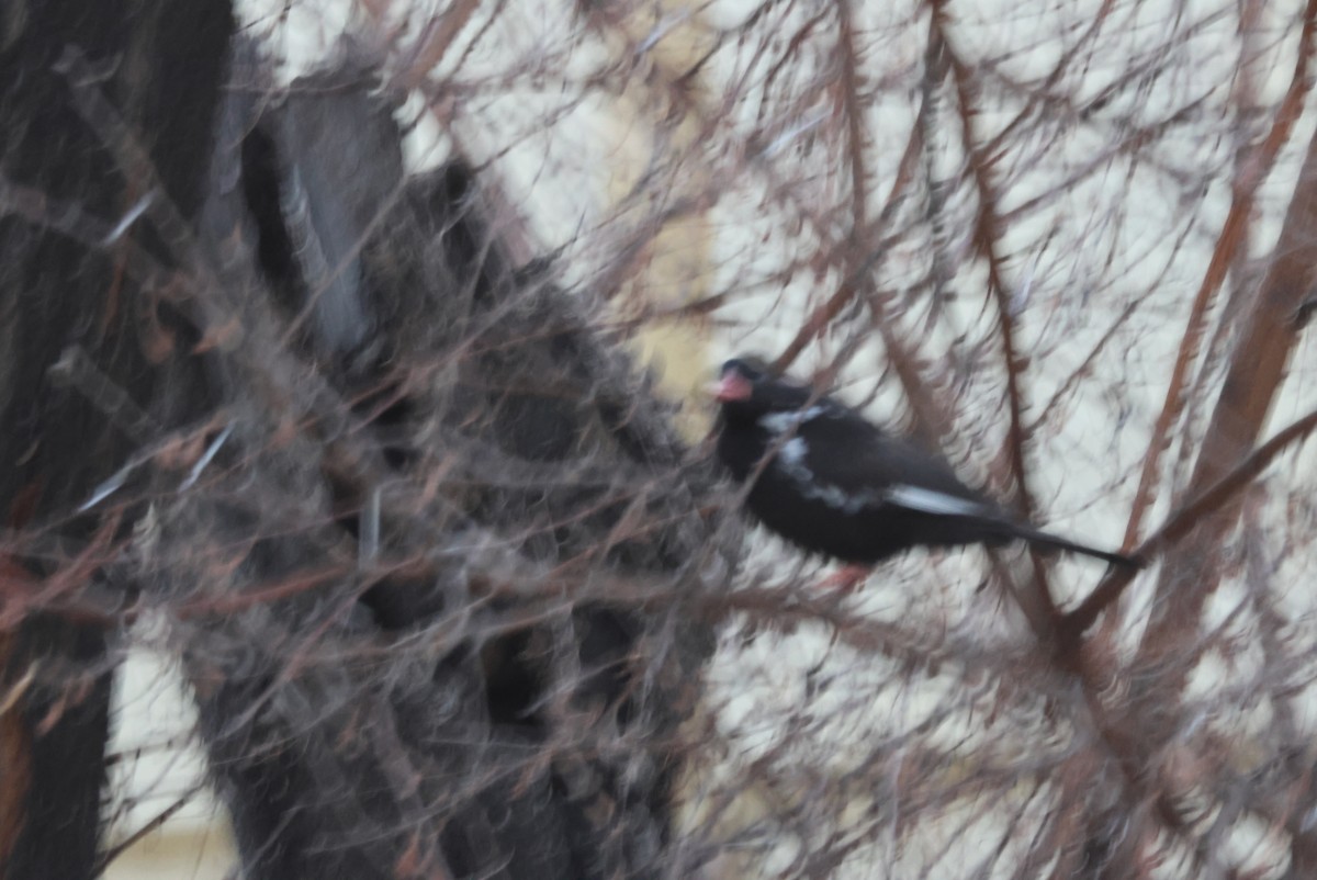 Red-billed Buffalo-Weaver - ML622553216